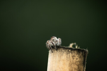 Jumping Garden Spider - Opisthoncus parcedentatus on a reed, looking away from the camera