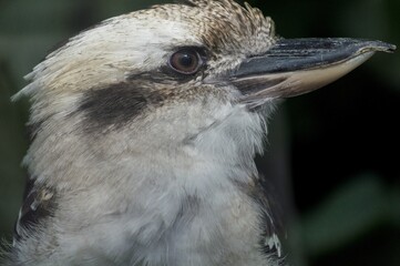Martin-chasseur géant