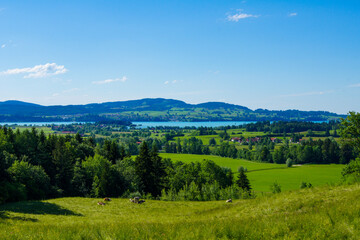 Fototapeta premium Spectacular panoramic view of the beautiful landscape around Füssen, Germany. Cattle relaxes on a green meadow, forests, the lake Forggensee and hills in the background.