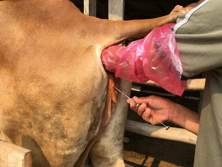 artificial insemination of cow, insemination gun.