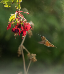 Rufous Humming Bird Fuchsia 9670 - 423419131