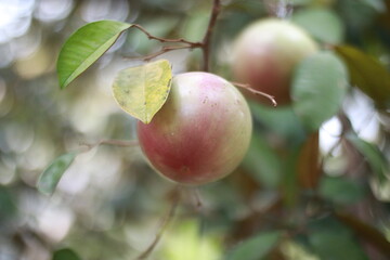 Star Apple Fruit
