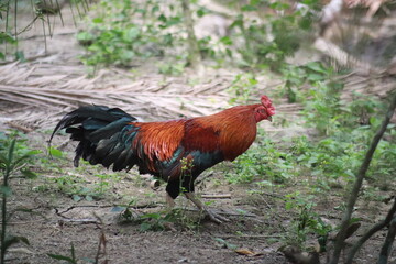 Red Rooster Chicken farm free roam