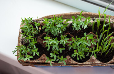 Useful fresh micro-greens in a container near the window.