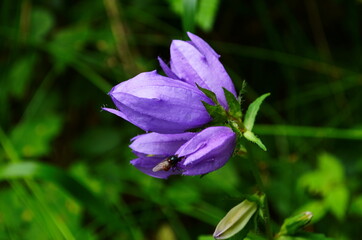 Delicate blue bell flowers on the flowerbed in summer among green grass in the garden.