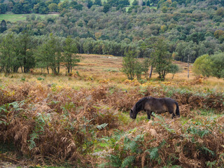 Fototapeta na wymiar Exmoor Ponies Grazing in the Ashdown Forest in Autumn