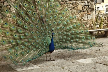 Obraz premium peacock shows an open tail