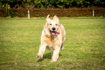 Perro corriendo
