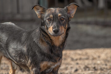 closeup portrait sad homeless abandoned colored white dog outdoor
