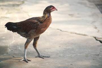 Young Chicken Standing around