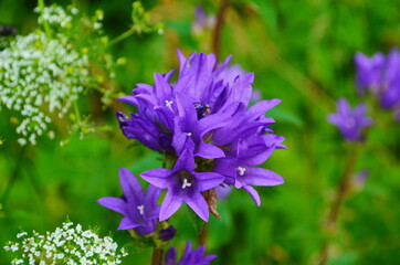 Delicate blue bell flowers on the flowerbed in summer among green grass in the garden.