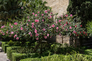 Pink Hibiscus Shrub Flowering Profusely in Malaga