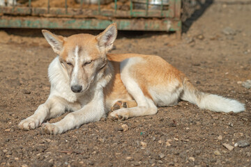 closeup portrait sad homeless abandoned colored white dog outdoor