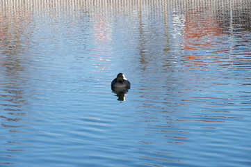 Eurasian coot swimming lonely in the cold lake water