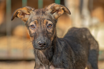 Fototapeta premium closeup portrait sad homeless abandoned colored white dog outdoor