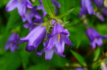 Delicate blue bell flowers on the flowerbed in summer among green grass in the garden.