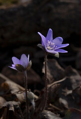 purple flower