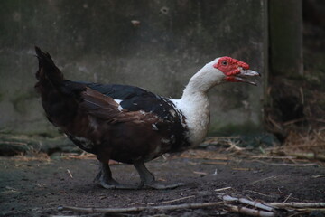 Goose Duck exploring