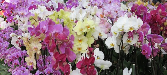 Colorful Orchids at Keukenhof, Holland