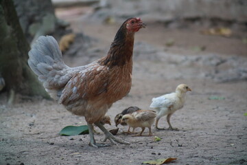 Hen with baby chickens