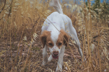 Dog posing between the wheats