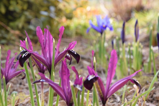 Irises reticulata in sunny spring garden image