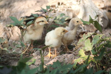 3 baby chickens