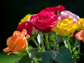 A bunch of colourful Roses out in the garden