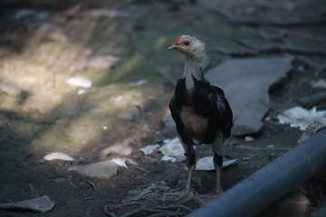 Young chicken free roaming