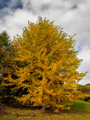 Fototapeta premium Acer Soccharinum Tree in Autumn