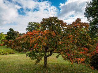 Fototapeta na wymiar Prunus Pandora Tree in Autumn
