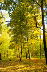 Fototapeta na wymiar Golden autumn scene in a park, with falling leaves.