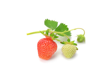 Strawberries with strawberry leaf isolated on white .