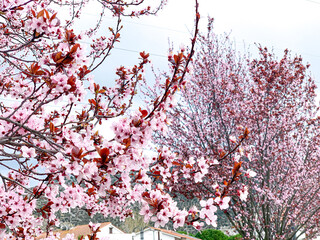 Spring 2020, the flowers bloom giving new life to planet Earth