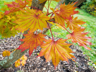 Acer Shirasawanum cv Aureum in Autumn Colours