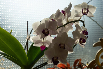 close-up of Branch with flowers of white orchid phalaenopsis backlight effects