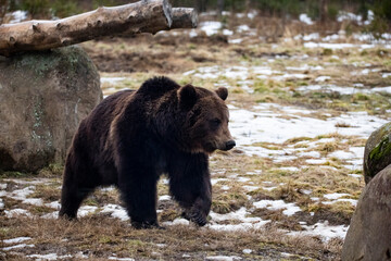 Naklejka na ściany i meble Carpathian brown bear at dusk in the wilderness while raining.