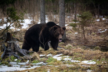 Carpathian brown bear at dusk in the wilderness while raining.