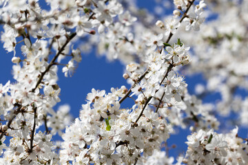 Sunlit blossom branches of fruit tree with small flowers and leaves and blue sky at background on sun day