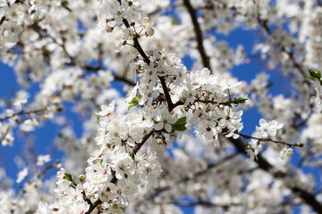 Sunlit blossom branches of fruit tree with small flowers and leaves and blue sky on sun day