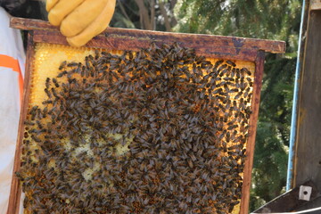 Honey bees on honeycomb, spring 