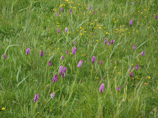 Southern Marsh Orchid (Dactylorhiza praetermissa)