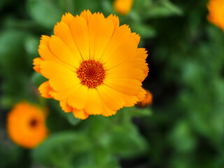 Orange Mesembryanthemums Flowering near the Beach in Southwold