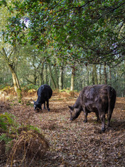 Cows Grazing for Acorns in the Ashdown Forest