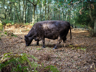 Cow Grazing for Acorns in the Ashdown Forest