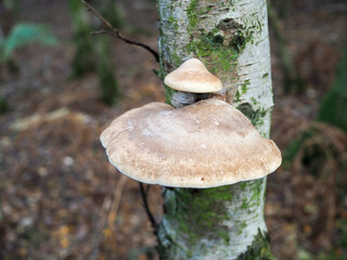 Fungus Growing on a Silver Birch Tree in Ashdown Forest