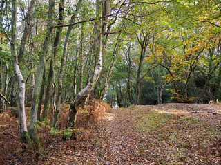 Scenic View of the Ashdown Forest in Sussex