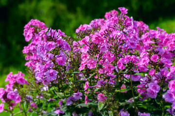 Bush of blooming Phlox Paniculata Pink Flame   flowers in the garden on a sunny day