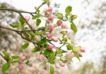 Fototapeta na wymiar Fresh spring branches of apple tree with flowers. Beautiful blossoming apple tree
