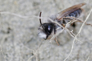 A male  grey-backed mining bee, Andrena vaga, hanging on unearthed roots of vegetation